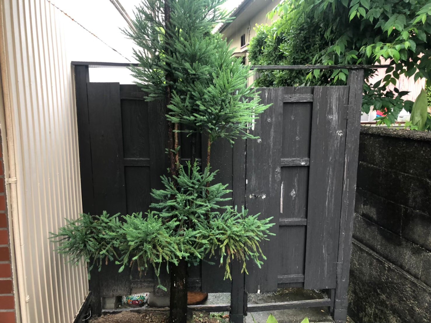 Before画像